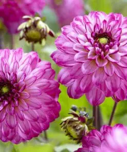 Dahlia “Romantica”. Romantisk Decorative Dahlia