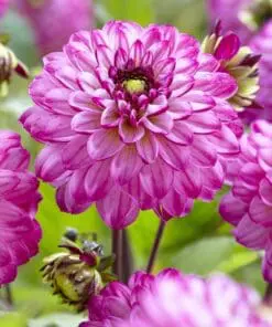 Dahlia “Romantica”. Romantisk Decorative Dahlia