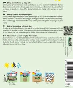 Floks blomsterfrø – Sommerblanding “Cecily mix” – Velduftende – Blomsterfrø