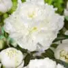 Pæon Duchesse De Nemours – Hvid Silkepæon 43,95 kr. v/3 stk 39,95 kr. v/10 stk (Størrelse 3/5 Øjne)