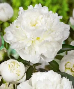 Pæon Duchesse De Nemours – Hvid Silkepæon 43,95 kr. v/3 stk 39,95 kr. v/10 stk (Størrelse 3/5 Øjne)