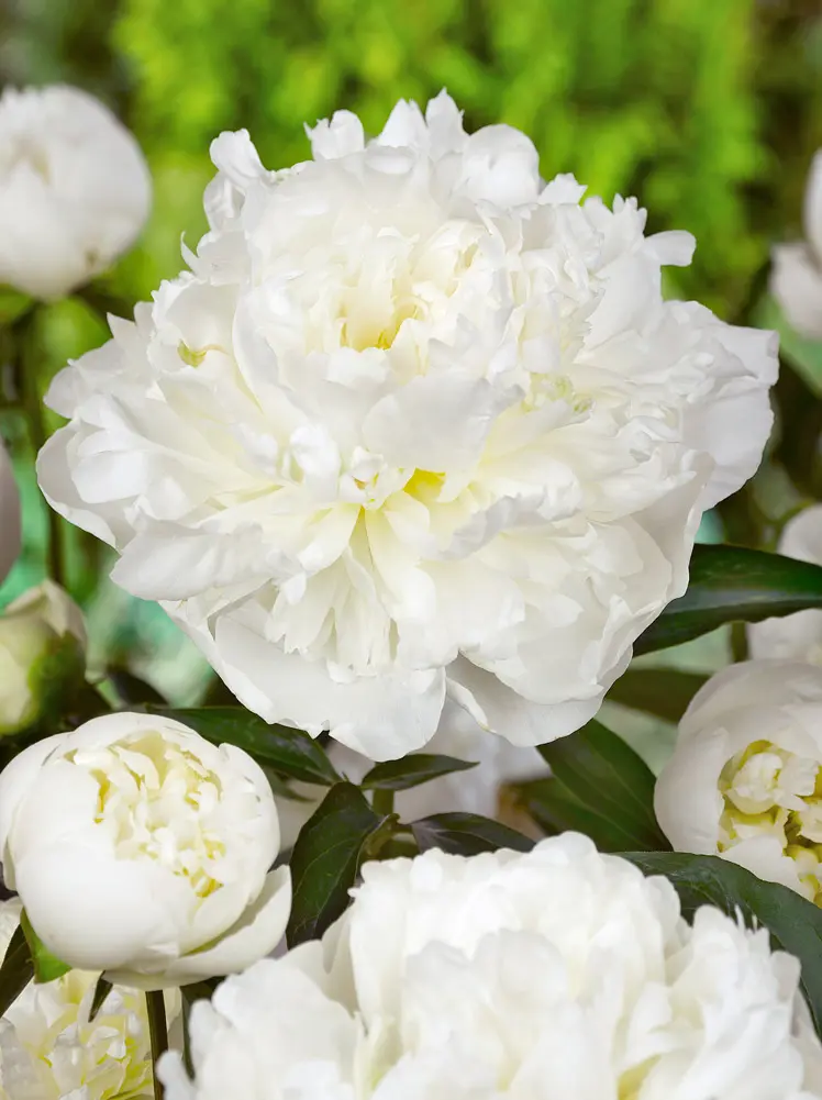 Pæon Duchesse De Nemours – Hvid Silkepæon 43,95 kr. v/3 stk 39,95 kr. v/10 stk (Størrelse 3/5 Øjne)
