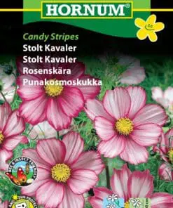 Stolt Kavaler “Candy Stripes” – Blomsterfrø
