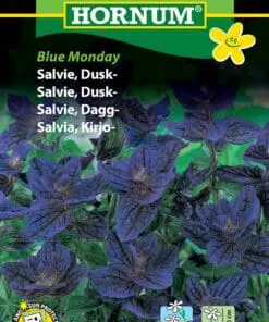 Dusk Salvie – Blue Monday – Blomsterfrø