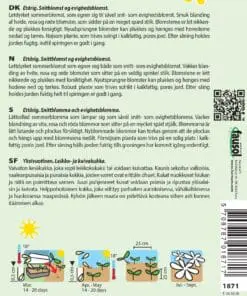 Nikkelkop frøblanding – Velegnet som evighedsblomst – Blomsterfrø