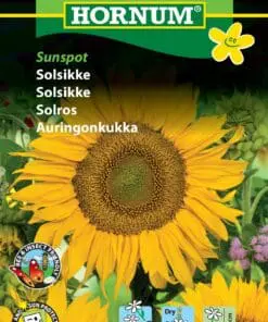 Solsikke frø – Dværgsolsikke “Sunspot” – Blomsterfrø