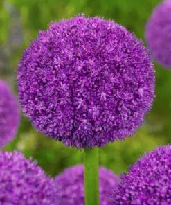 Allium / Prydløg “Ambassador” – Kæmpeprydløg. FRA 27,95 KR