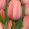 Rosa tulipan – Mystic Van Eijk tulipanløg 10 stk 30,- kr. 100 stk 279,- kr.
