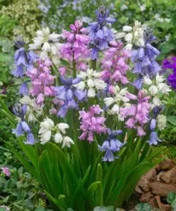 Stor blomsterpakke “Flerårig blomsterglæde” – 264 stk. blomsterløg og -knolde i tilbudspakke.
