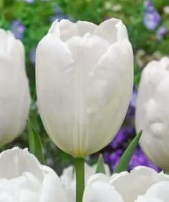 Tilbudspakke blomsterløg – “Vild med hvid” – skønne hvide blomster i mange varianter.