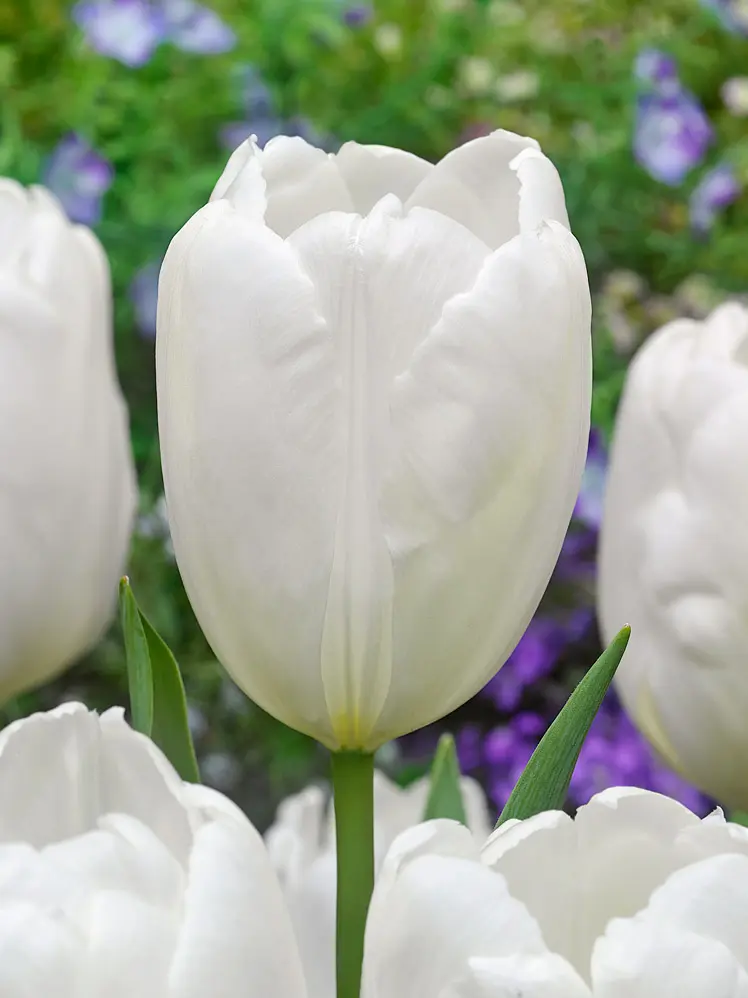 Hvid Darwin Hybrid tulipan “Hakuun” Tulipanløg 10 stk. 35,- kr. 100 stk. 319 kr.