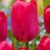 Pink/Rød tulipan – Lady Van Eijk tulipanløg 10 stk 30,- 100 stk. 279,- kr.