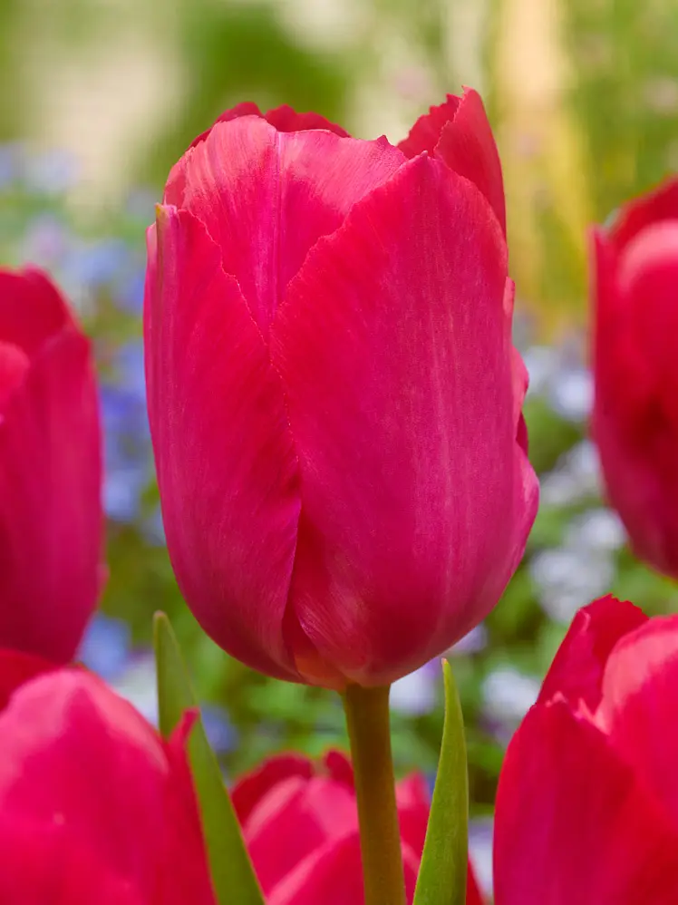 Pink/Rød tulipan – Lady Van Eijk tulipanløg 10 stk 30,- 100 stk. 279,- kr.