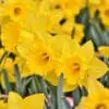 Klassisk påskelilje – Yellow – Tidligt blomstrende 10 stk 40 kr. | 100 stk. 359,- kr.