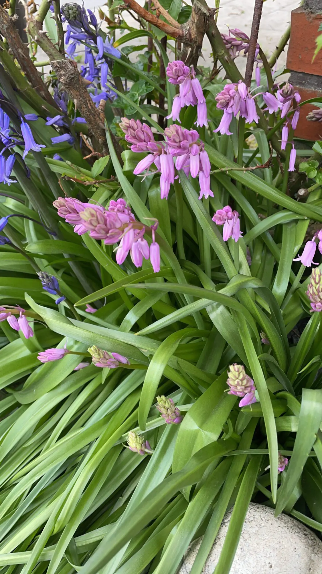 Spansk klokkeskilla Pink – Hyacinthoides Hispanica 10 stk. 24 kr. | 50 stk. 89,- kr. | 100 stk. 149 kr.