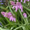 Spansk klokkeskilla Pink – Hyacinthoides Hispanica 10 stk. 24 kr. | 50 stk. 89,- kr. | 100 stk. 149 kr.