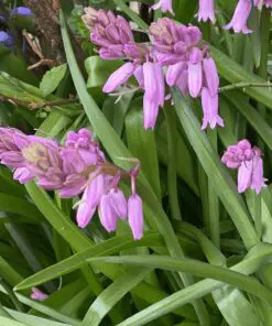 Spansk klokkeskilla Pink – Hyacinthoides Hispanica 10 stk. 24 kr. | 50 stk. 89,- kr. | 100 stk. 149 kr.