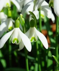 Stor blomsterpakke “Flerårig blomsterglæde” – 264 stk. blomsterløg og -knolde i tilbudspakke.