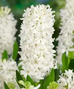 Tilbudspakke blomsterløg – “Vild med hvid” – skønne hvide blomster i mange varianter.