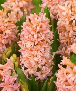 Eksklusiv Champagne & Blush-løglasagne – 30 store premium-blomsterløg til én krukke
