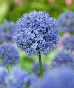 Allium Blå Prydløg “Caeruleum” 10 stk 17,50 kr | 100 stk 145 kr.