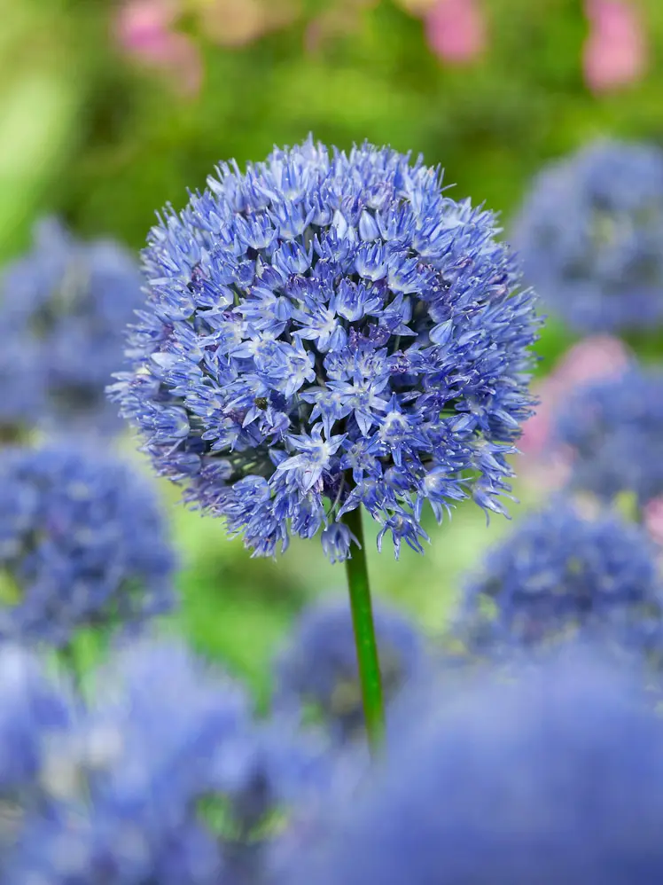 Tilbudspakke blomsterløg – “Vild med blå” – skønne blå blomster. 100 stk blomsterløg.