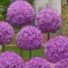 Allium / Prydløg “Gladiator” – Kæmpeprydløg. Ved min 3 stk 16,95 kr. | 10 stk 149,50 kr
