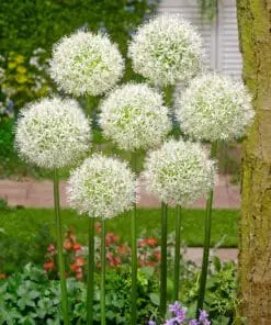 Hvid Allium / Prydløg “Mount Everest” – Kæmpeprydløg. 22,95 kr/stk v.min. 3 stk. | 10 stk 199,50 kr.