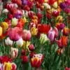 Tulipan Surprise mix til skærehaven – Tulipanløg – 10 stk. 30,- kr. – 100 stk. 279,- KR