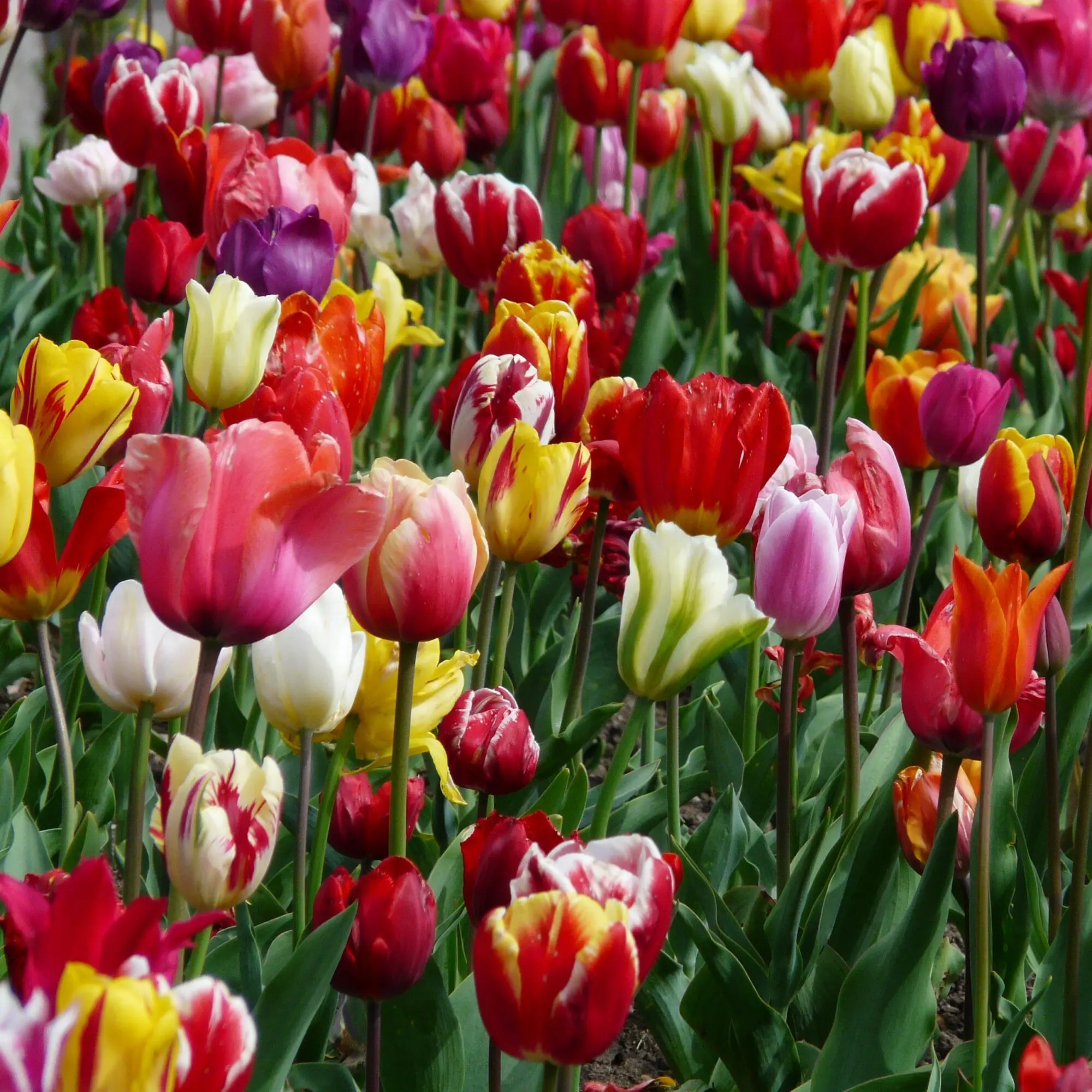 Tulipan Surprise mix til skærehaven – Tulipanløg – 10 stk. 30,- kr. – 100 stk. 279,- KR