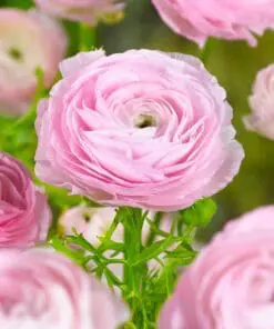 Pink Ranunkel – Store Ranunkel knolde 10 stk. 34 kr. 100 stk. 279 kr.