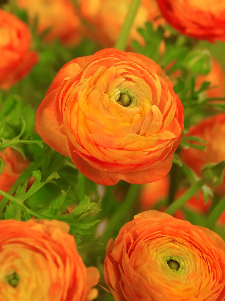 Orange Ranunkel – Store Ranunkel knolde 10 stk. 34 kr. 100 stk. 279 kr.