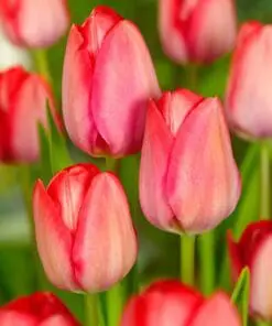 Stor blomsterpakke “Flerårig blomsterglæde” – 264 stk. blomsterløg og -knolde i tilbudspakke.