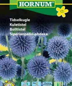 Tidselkugle frø – Flerårig. Kuglerunde, sølvblå blomster. Blomsterfrø