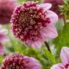 Anemone-blomstrende Dahlia “Fenna Baaij”. 24,95 kr. v/3 stk 22,95 kr. v/10 stk