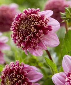 Anemone-blomstrende Dahlia “Fenna Baaij”. 24,95 kr. v/3 stk 22,95 kr. v/10 stk