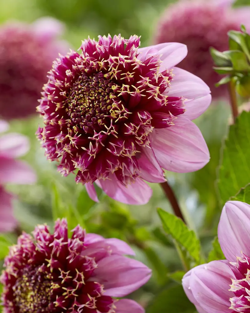 Anemone-blomstrende Dahlia “Fenna Baaij”. 24,95 kr. v/3 stk 22,95 kr. v/10 stk
