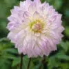 Dahlia “Crazy Love” – Hvid med lilla kant.