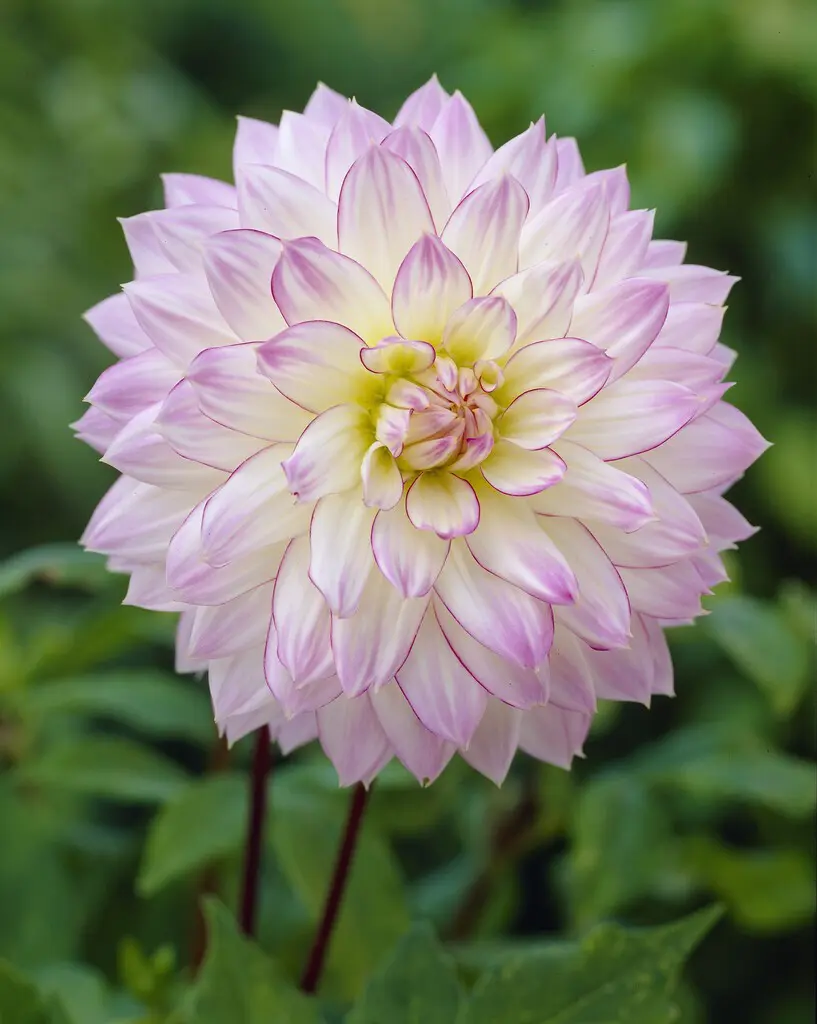 Dahlia “Crazy Love” – Hvid med lilla kant.