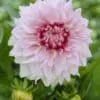 Dahlia “Shiloh Noelle” Dinnerplate dahlia. 24,95 kr. v/3 stk 22,95 kr. v/10 stk