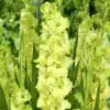 Gladiolus grøn-gule – Prima Verde 2,75 kr. v/25 stk 2,25 kr. v/100 stk