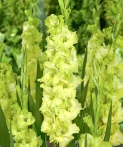 Gladiolus grøn-gule – Prima Verde 2,75 kr. v/25 stk 2,25 kr. v/100 stk