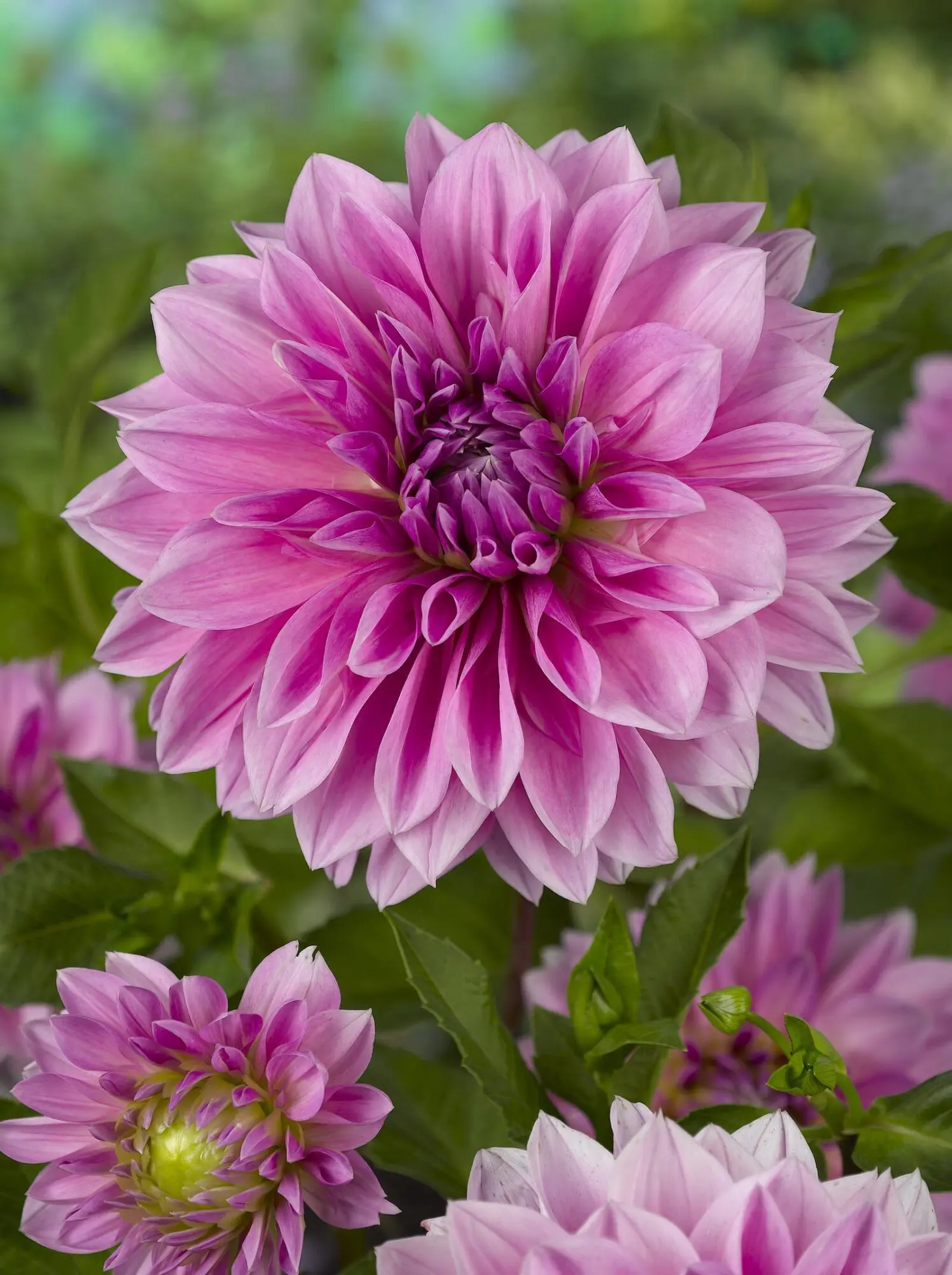 Rosa/Lavendel Dinnerplate Dahlia – “Lavender Perfection”. 24,95 kr. v/3 stk 22,95 kr. v/10 stk