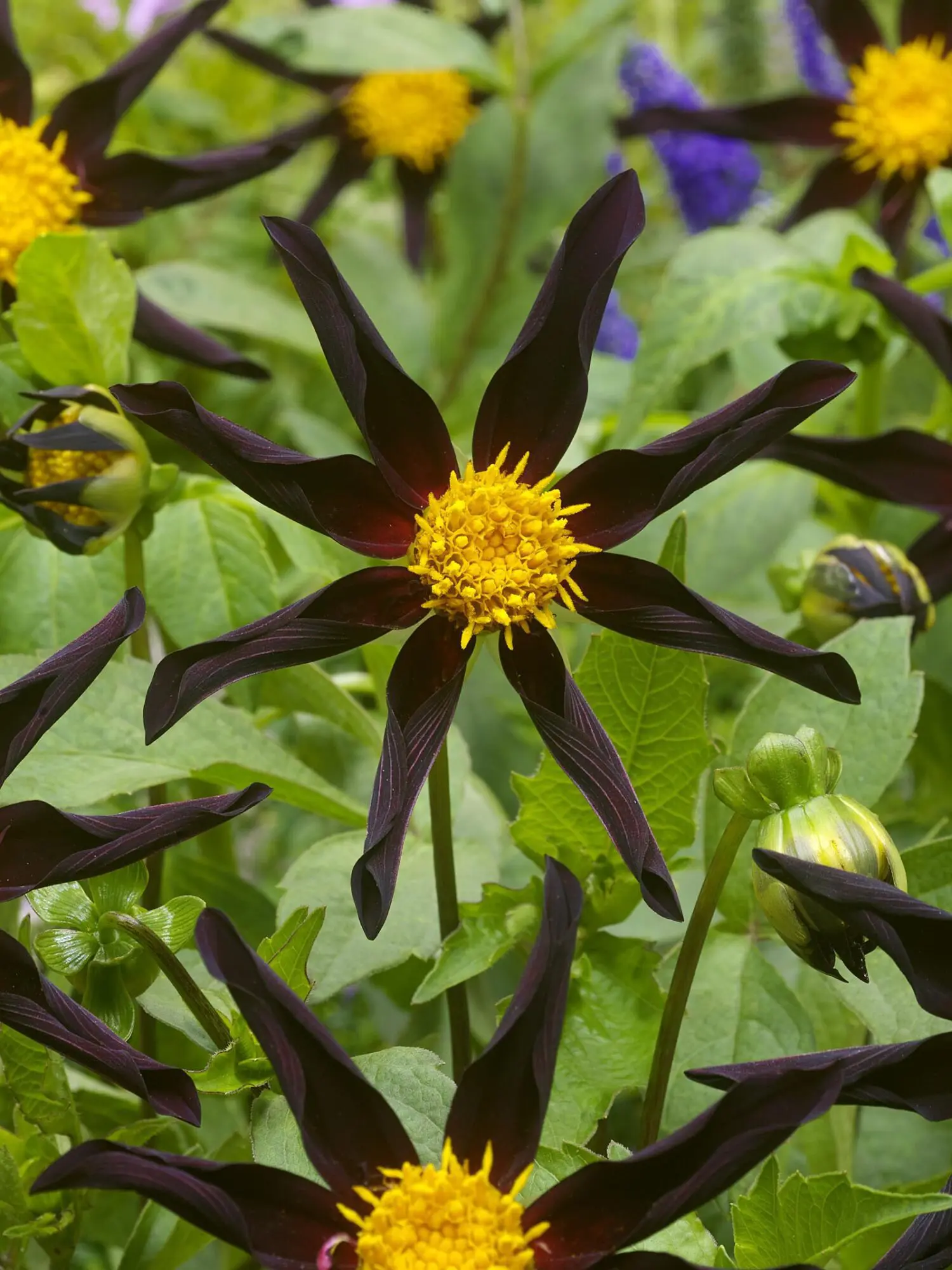 Stjerneformet Dahlia – Verrone’s Obsidian