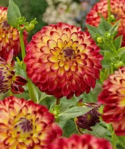 Ball Dahlia – “Jowey Arenda”.