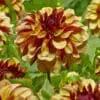 Dahlia “Creme De Cognac”. Smuk tofarvet dahlia  – TILBUD 19,- KR