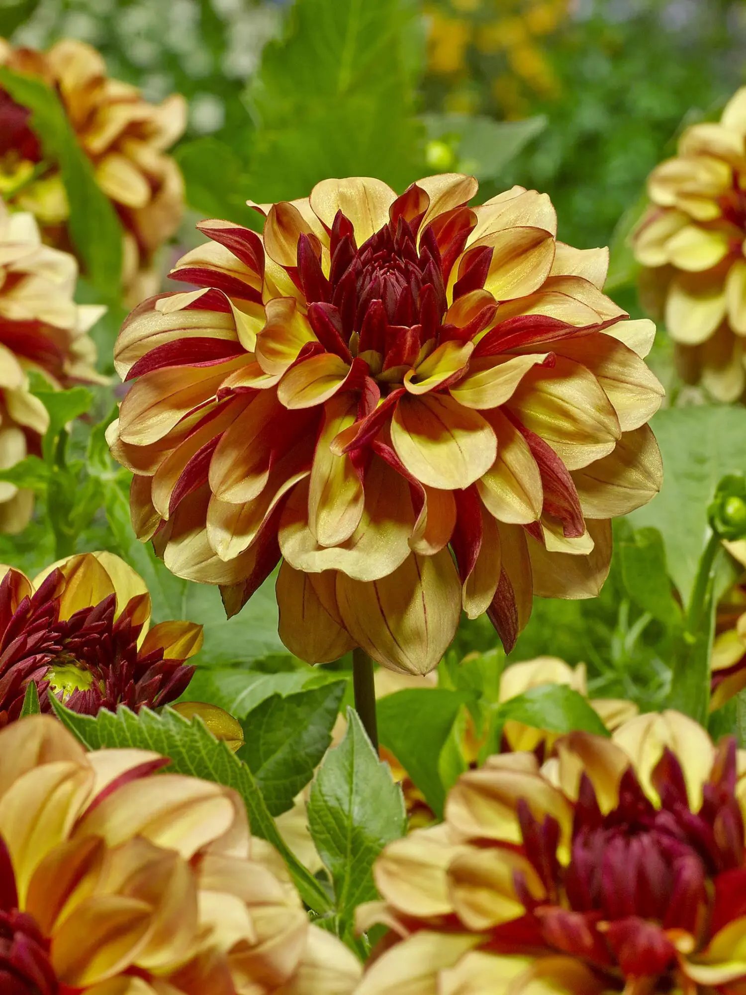 Dahlia “Creme De Cognac”. Smuk tofarvet dahlia – TILBUD 19,- KR