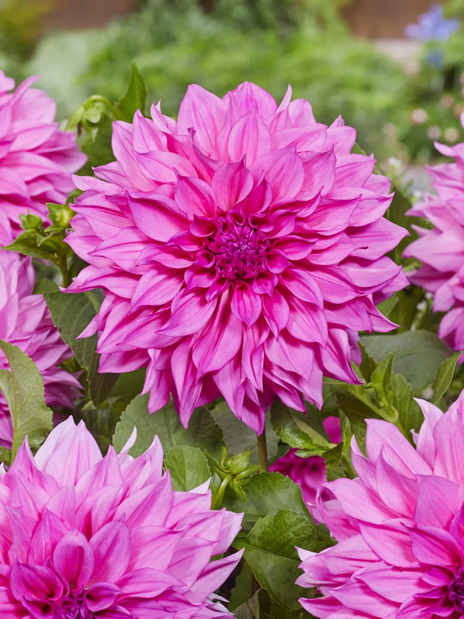 Dahlia Cafe au Lait Rose dahliaknolde i stor størrelse. Køb de smukke store dinnerplate dahlia på www.nemhjem.dk