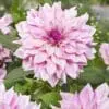 Dahlia Dinnerplate – “Cafe Au Lait Royal”. – TILBUD 19,- KR