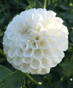 Dahlia – “Petras Wedding” Hvid PomPon dahlia.